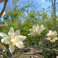Magnolia den. Yellow River - image 1