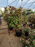 Magnolia gra. Brackens Brown Beauty