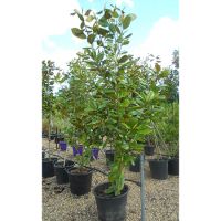 Magnolia gra. Francois Treyve