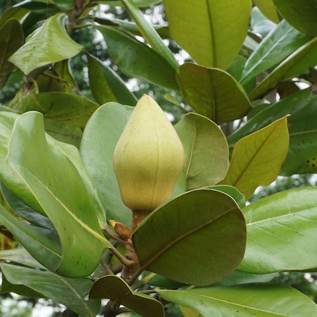 Magnolia gra. Francois Treyve - image 2