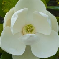 Magnolia gra. Francois Treyve - image 3