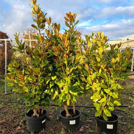 Magnolia gra. Francois Treyve