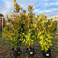 Magnolia gra. Francois Treyve