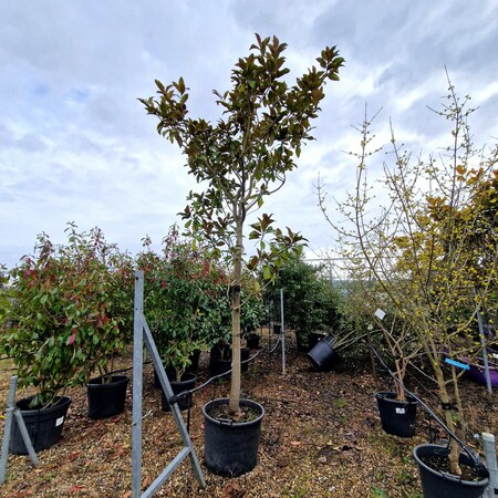 Magnolia gra. Francois Treyve