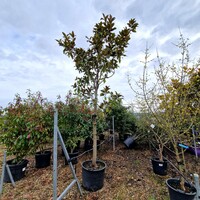 Magnolia gra. Francois Treyve