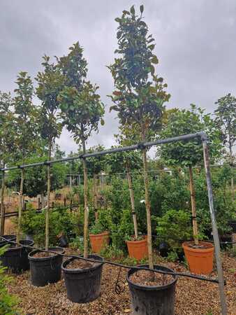 Magnolia gra. Galissonniere