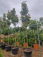 Magnolia gra. Galissonniere