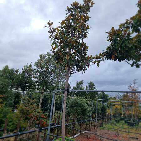 Magnolia gra. Galissonniere - image 2