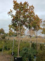 Magnolia gra. Galissonniere - image 3