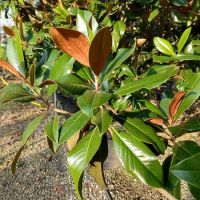 Magnolia gra. Galissonniere