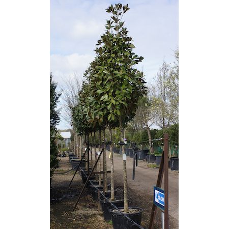 Magnolia gra. Galissonniere - image 2