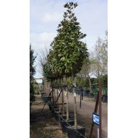 Magnolia gra. Galissonniere - image 2