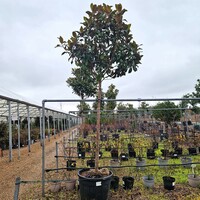 Magnolia gra. Galissonniere