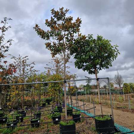 Magnolia gra. Galissonniere