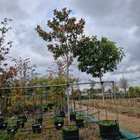 Magnolia gra. Galissonniere