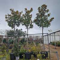 Magnolia gra. Galissonniere