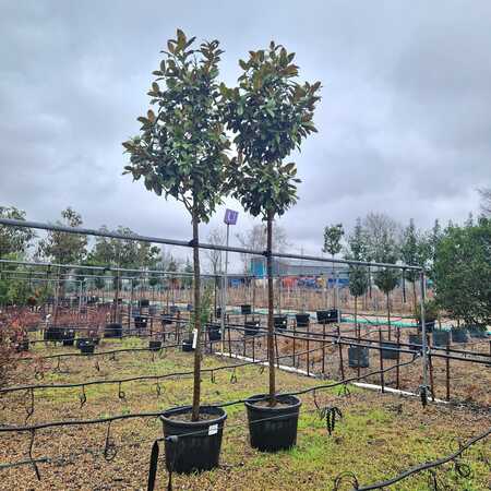 Magnolia gra. Galissonniere