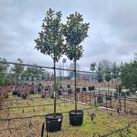 Magnolia gra. Galissonniere