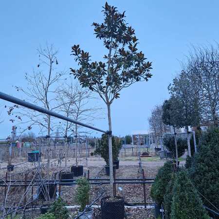 Magnolia gra. Galissonniere - image 2