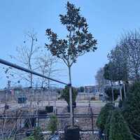 Magnolia gra. Galissonniere - image 2