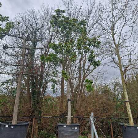 Magnolia gra. Galissonniere - image 2