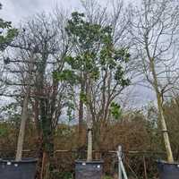 Magnolia gra. Galissonniere - image 2