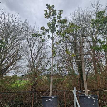 Magnolia gra. Galissonniere - image 3