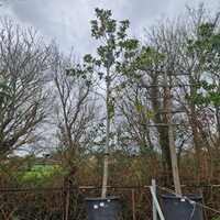 Magnolia gra. Galissonniere - image 3