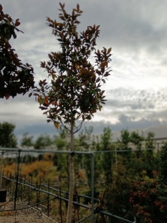 Magnolia gra. Galissonniere - image 1