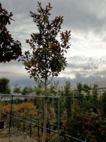 Magnolia gra. Galissonniere