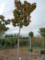 Magnolia gra. Galissonniere