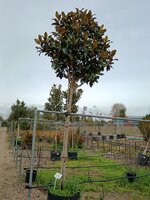 Magnolia gra. Galissonniere