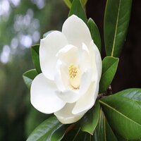 Magnolia gra. Galissonniere