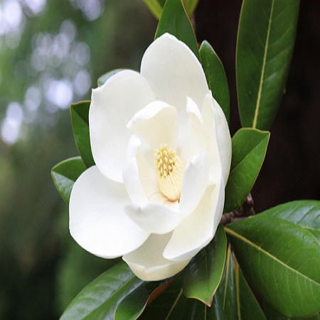 Magnolia gra. Galissonniere
