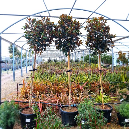 Magnolia gra. Little Gem