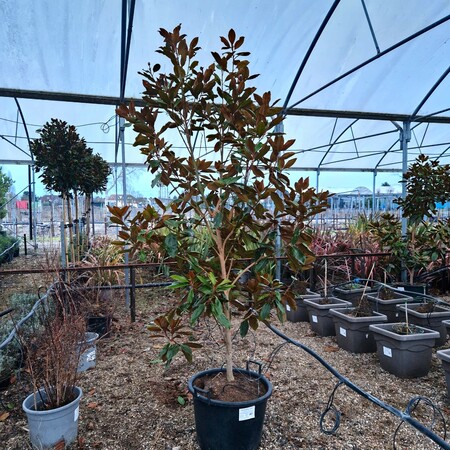 Magnolia gra. Little Gem - image 3