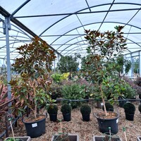 Magnolia gra. Little Gem - image 4