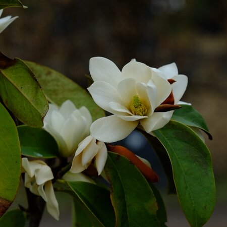 Magnolia gra. Little Gem