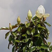 Magnolia gra. Praecox - image 2