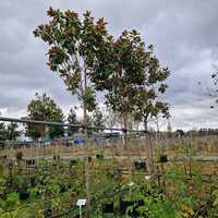 Magnolia gra. Praecox