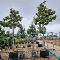 Magnolia gra. Praecox