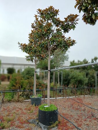 Magnolia gra. Praecox - image 1