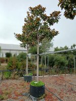 Magnolia gra. Praecox - image 1