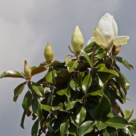 Magnolia gra. Praecox