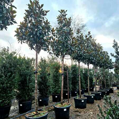 Magnolia gra. Galissonniere