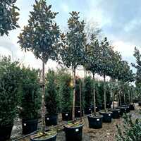 Magnolia gra. Galissonniere