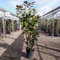 Magnolia grandiflora | Order online @ Tendercare