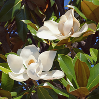 Magnolia grandiflora | Order online @ Tendercare
