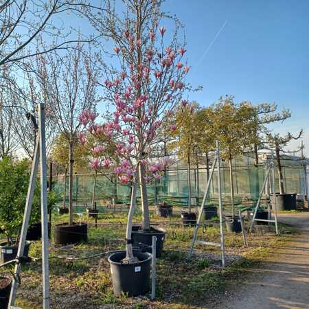 Magnolia Heaven Scent - image 1