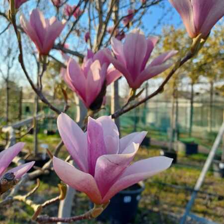 Magnolia Heaven Scent - image 2
